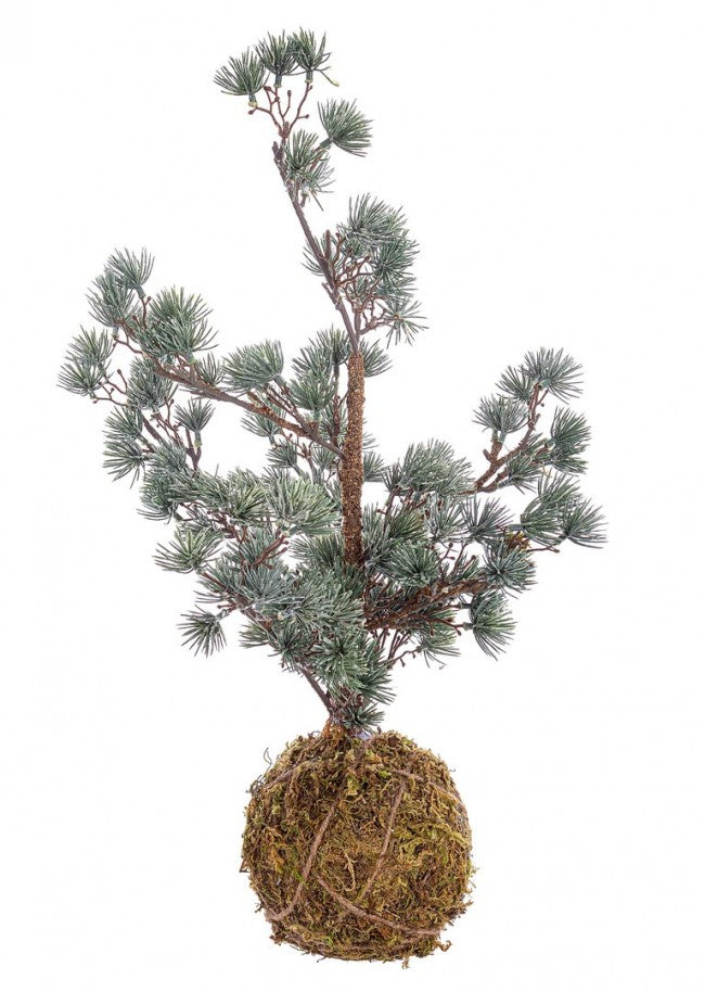 4x Pin Kokedama arctique congelé H50